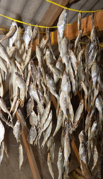 Viele Fische Trocknen Auf Dem Dachboden Aus Viel Getrocknete Rotaugen — Stockfoto