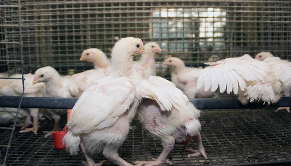 Pollos Una Jaula Granja Avícola Avicultura Moderna Aves Corral Para — Foto de Stock