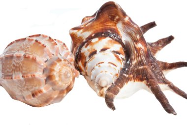 Beyaz arka plan üzerinde izole iki tropikal deniz kabukları