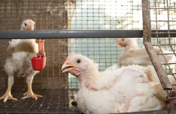 Pollos Engorde Blancos Una Jaula Granja Avícola Para Cultivo Aves — Foto de Stock