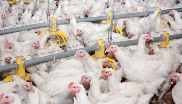 Weiße Hühner Auf Dem Geflügelhof Die Produktion Von Weißem Fleisch — Stockfoto