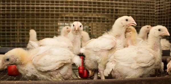 Pollos Blancos Granja Avícola Producción Carne Blanca —  Fotos de Stock