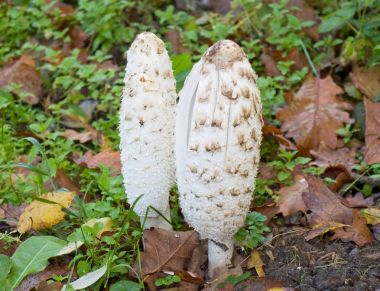 Grup dört Shaggy mürekkep kapaklar (Posteki mantarı)