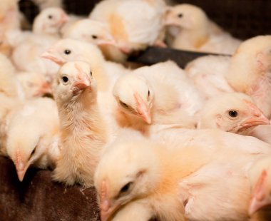 Beyaz tavuk çiftliği tavuk. Beyaz et üretimi