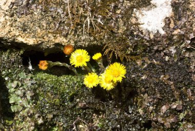 Coltsfoot bilinen Tussilago farfara bitki, Avrupa ve Batı bölgelerinde ve Orta Asya daisy ailesindeki groundsel kabile bir bitkidir.