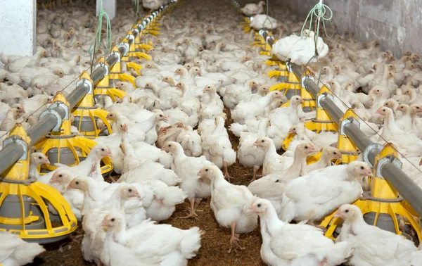 Pollos Blancos Granja Avícola Producción Carne Blanca — Foto de Stock