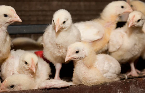 White chickens at the poultry farm. The production of white meat