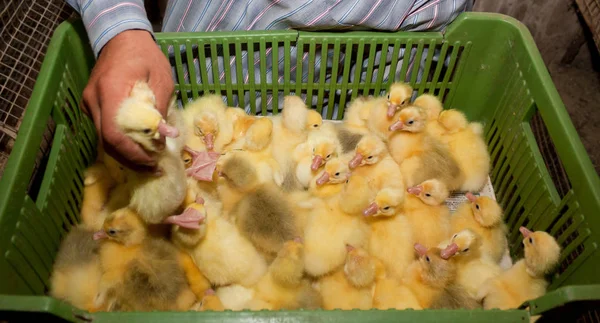 Newborn Goslings Sitting Box Farm — Stock Photo, Image