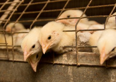 Beyaz bir kafes tavuk çiftliği, tavuk. Et ve yumurta Sanayi üretim