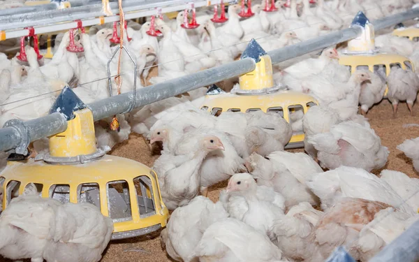 Ferma Drobiu Nowoczesne Produkcja Mięsa Kurczaka Jaj — Zdjęcie stockowe