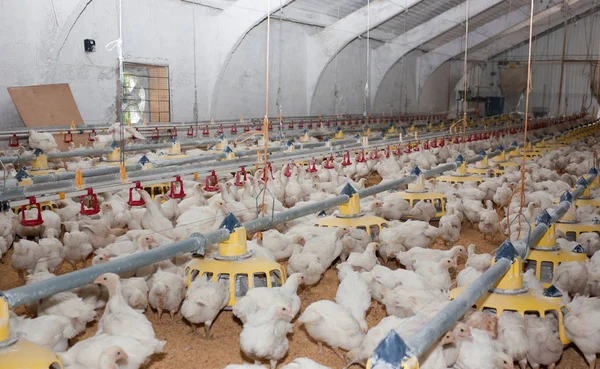 Modern Tavuk Çiftliği Tavuk Eti Yumurta Üretimi — Stok fotoğraf