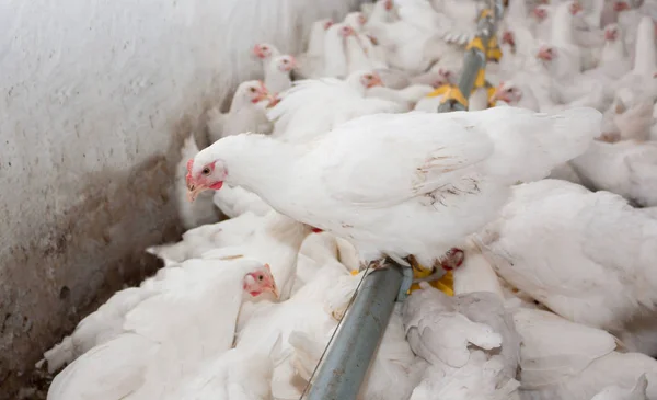 Galinhas Brancas Uma Fazenda Moderna Aves — Fotografia de Stock