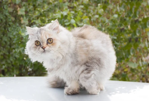 Perserkatze Eine Rasse Langhaariger Katzen Eine Der Ältesten Und Beliebtesten — Stockfoto