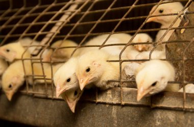 Kümes hayvanları çiftliğindeki beyaz tavuklar. Endüstriyel et ve yumurta üretimi