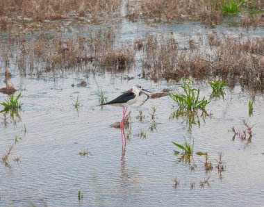 Uzunbacak, ortak Uzunbacak veya alaca Uzunbacak (himantopus himantopus) yaygın olarak dağıtılan çok uzun bacaklı wader kılıçgaga ve Uzunbacak ailesi (recurvirostridae olduğunu).