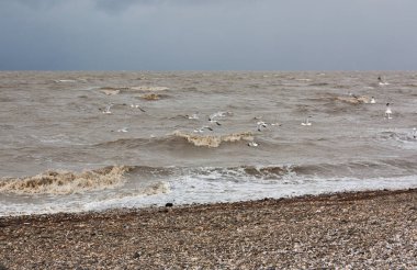 Azak Denizi fırtınası. Kar, Rüzgar ve su üzerinde uçan martılar