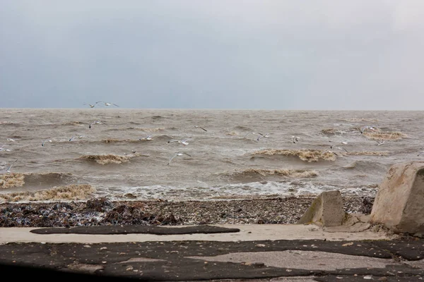 Tempestade Mar Azov Neve Vento Gaivotas Voando Sobre Água — Fotografia de Stock