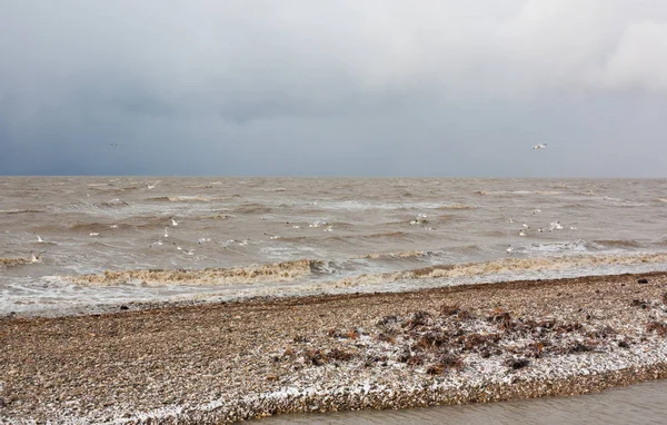 Tempestade Mar Azov Neve Vento Gaivotas Voando Sobre Água — Fotografia de Stock