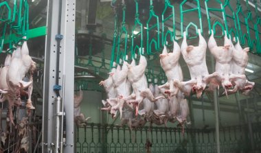 Gıda endüstrisinde işleme kümes hayvanları kapatın. Kesme tavuk eti için