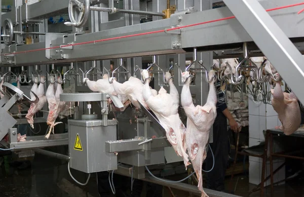 Close up of poultry processing in food industry. Cutting chickens for meat