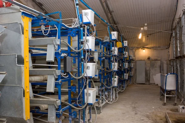 System Watering Feeding Poultry Farm — Stock Photo, Image