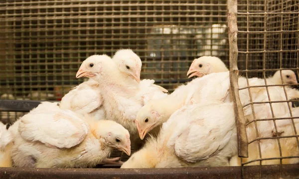 Pollos Blancos Granja Avícola Producción Industrial Carne Huevos —  Fotos de Stock