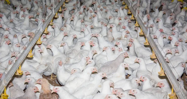 Białe Kurczaki Fermie Drobiu Produkcja Przemysłowa Mięsa Jaj — Zdjęcie stockowe