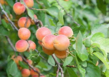 Sarı olgun kayısı dalı. Arka plan kayısı ve yeşil yaprakları