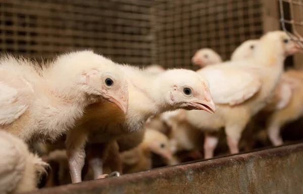 養鶏場でケージの中の鶏の肉品種 — ストック写真