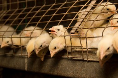 Beyaz bir kafes tavuk çiftliği, tavuk. Et ve yumurta Sanayi üretim