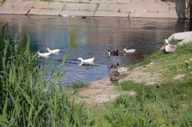 Beyaz ve benekli ördekler gölde yüzmek