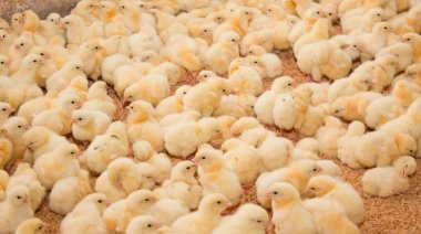 Bir günde tavuk modern tavuk çiftliğinde.