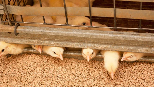 養鶏場でケージの中の肉品種の鶏 — ストック写真