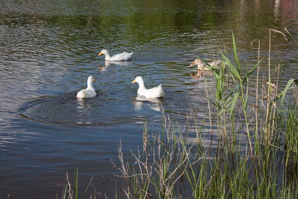 白色斑驳的鸭子在池塘里游泳 — 图库照片