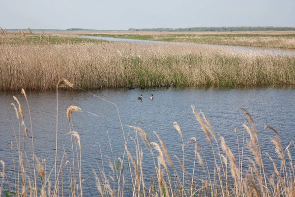 View Estuary Overgrown Reeds Great Crested Grebe Floating Water — Stock Photo, Image