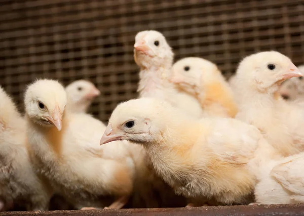 Broiler chickens in a cage at the poultry farm. Industrial production of white meat