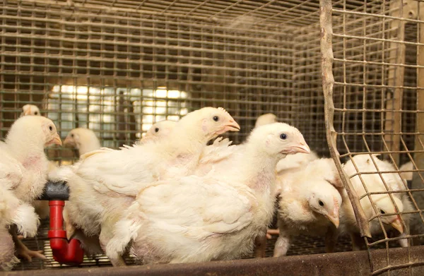 Broiler Chickens Cage Poultry Farm Industrial Production White Meat — Stock Photo, Image