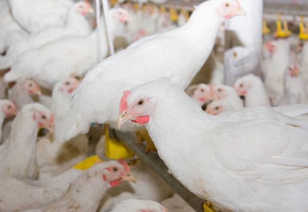 White chickens  at the poultry farm. Industrial production of meat and eggs