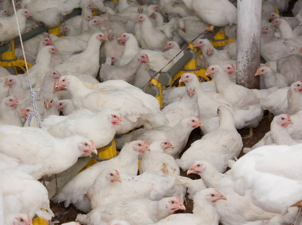 Białe Kurczaki Fermie Drobiu Produkcja Przemysłowa Mięsa Jaj — Zdjęcie stockowe
