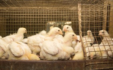 Tavuk eti cins tavuk çiftliğinde bir kafeste