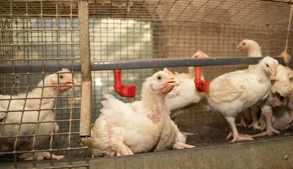 Poulets Race Viande Dans Une Cage Ferme Avicole — Photo