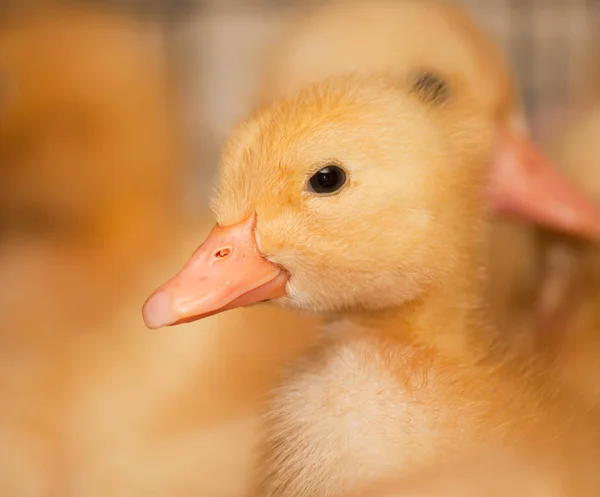 Little Yellow Ducklings Cage Poultry Farm Industrial Breeding Ducks Meat — Stock Photo, Image