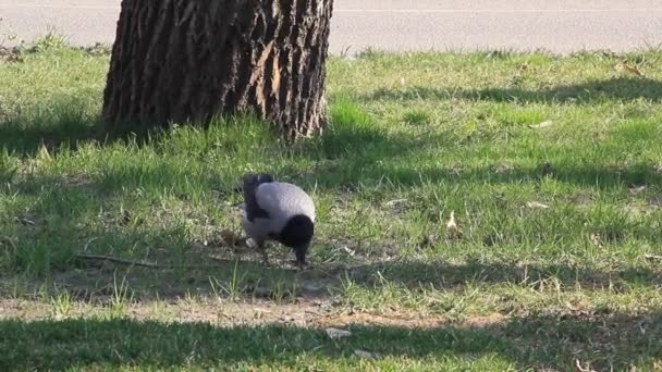 Grijze Kraai Loopt Het Gras Het Park — Stockvideo