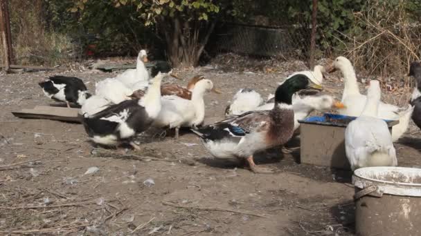 Pertanian Bebek Untuk Daging Sebuah Peternakan Kecil Bebek Putih Dan — Stok Video