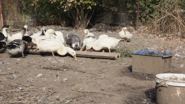 Cría Patos Para Carne Una Pequeña Granja Patos Blancos Moteados — Vídeo de stock