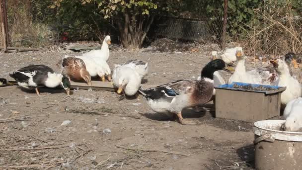 Élevage Canards Pour Viande Une Petite Ferme Canards Blancs Marbrés — Video