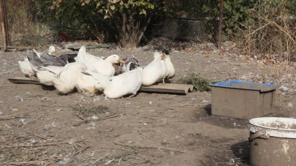 Cría Patos Para Carne Una Pequeña Granja Patos Blancos Moteados — Vídeos de Stock