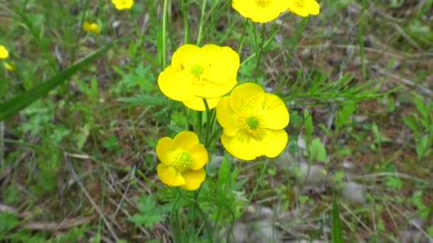 Bushes Flowering Buttercup Taiga Spring — 비디오