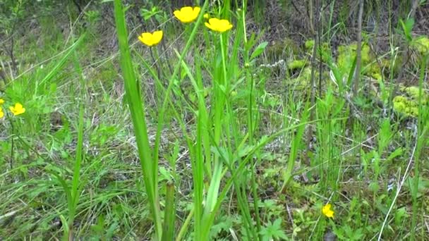 Bushes Flowering Buttercup Taiga Spring — 비디오