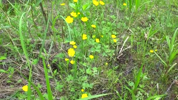 Bushes Flowering Buttercup Taiga Spring — 비디오